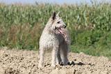 BOUVIER DES ARDENNES 090